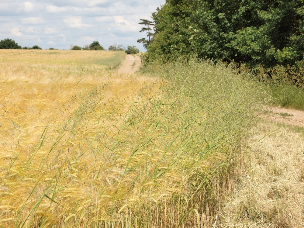 Bridlepath near Mixbury, Oxfordshire.