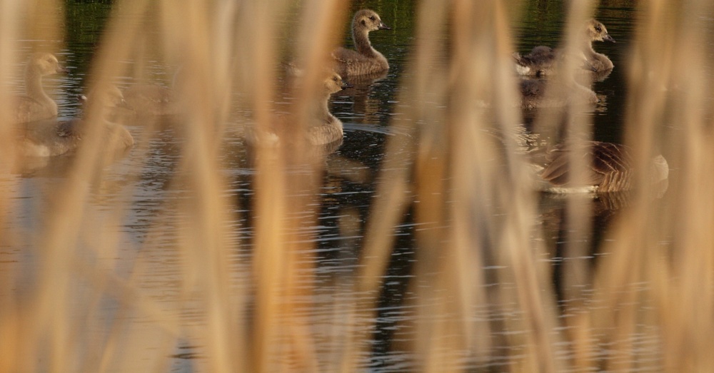 Goslings near Padbury, Bucks.