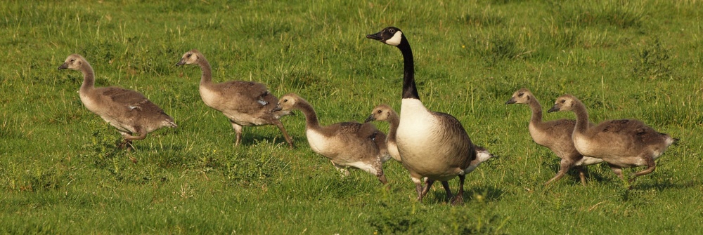 Goslings near Padbury, Bucks.