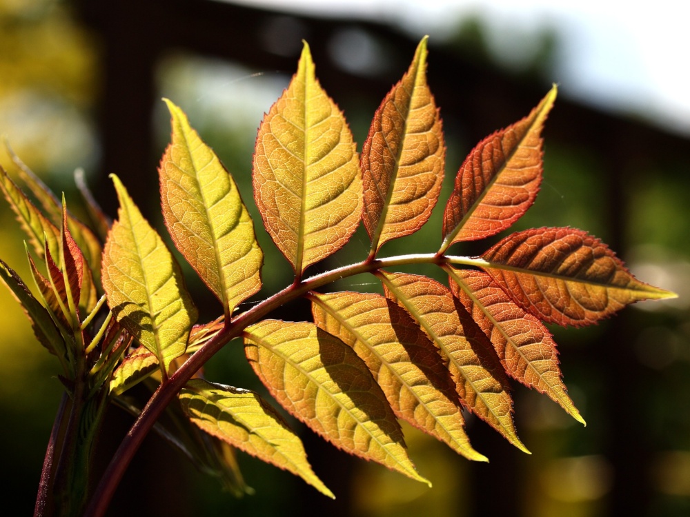 Листья ясеня. Fraxinus Americana листья. Ясень желтолистный. Листья ясеня осенью. Осенний лист ясеня.