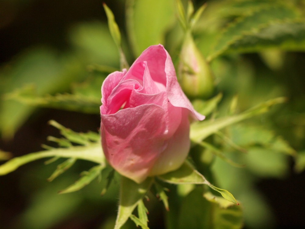 Dog rose bud near Padbury, Bucks.