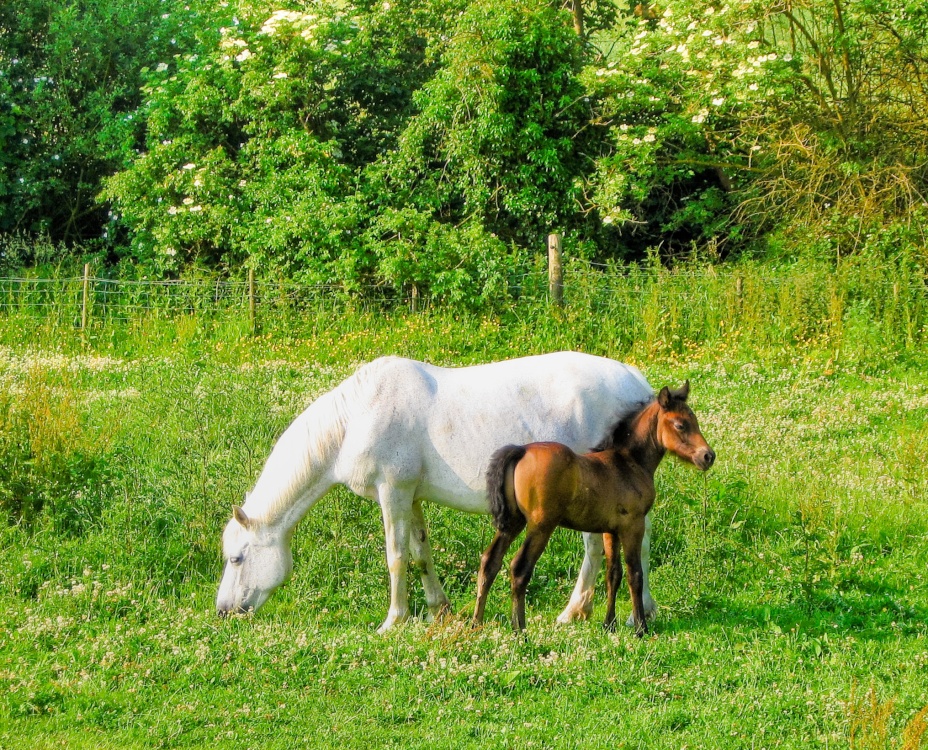 Photograph of Horses near Brookhouse South Yorkshire