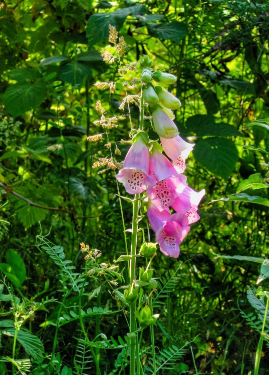 Foxglove. Brookhouse, South Yorkshire