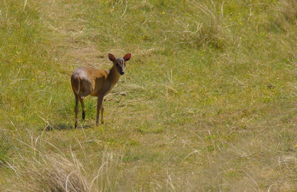 In the dunes near Saltfleet, Lincolnshire