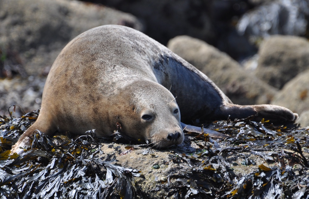 Photograph of Grey seal on Filey Brigg