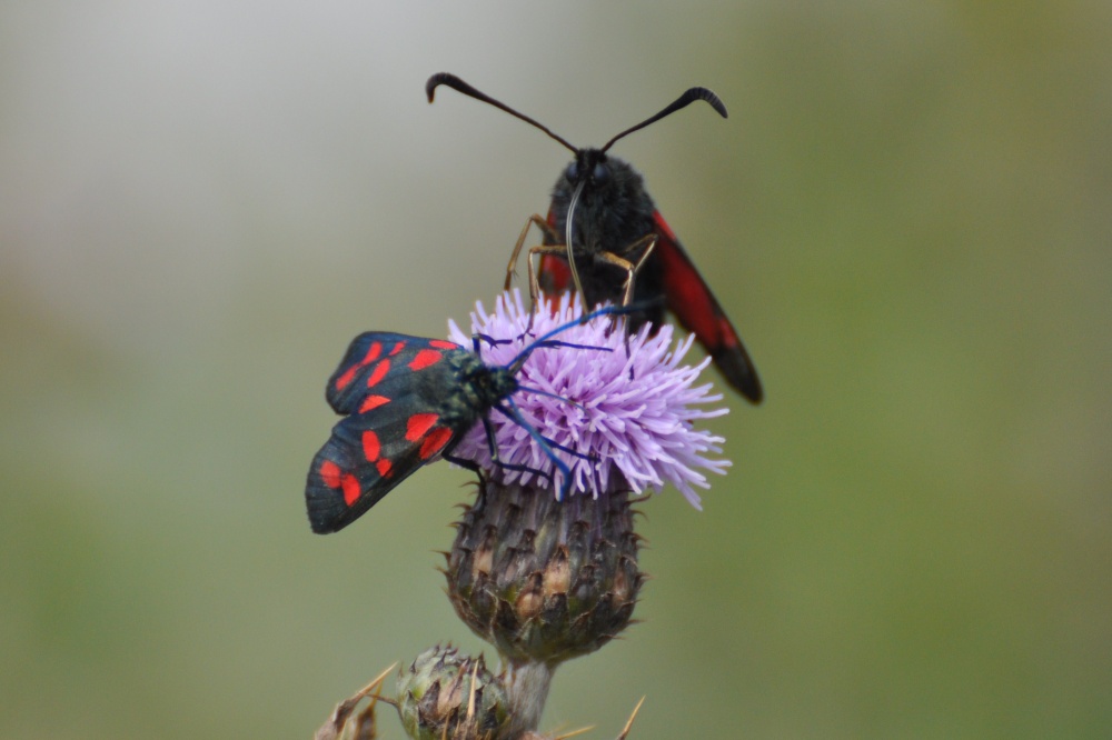 Six Spot Burnets