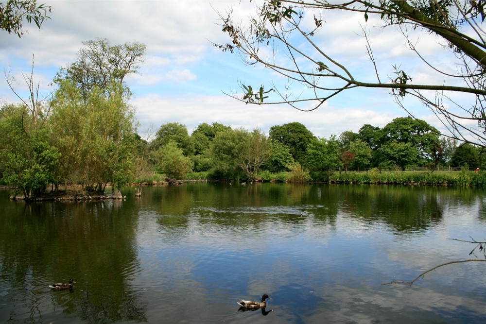 Summer on the Lake at Nidd.