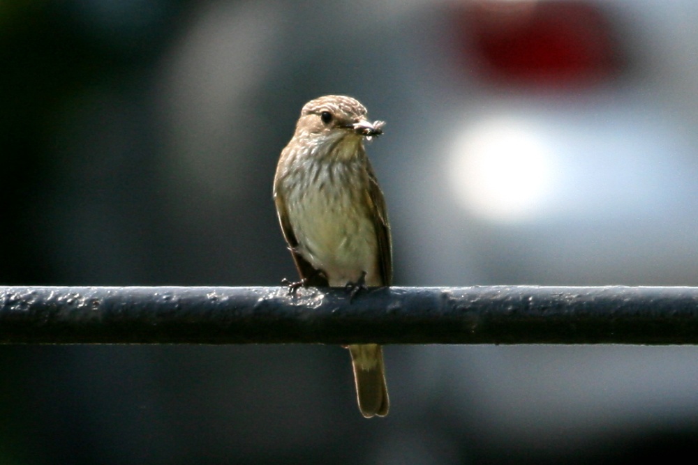 Photograph of Spotted Flycatcher 2.