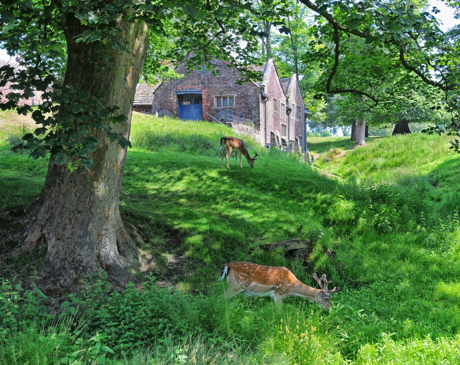 Old Mill and Deer