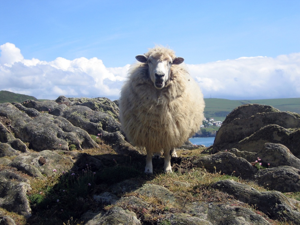 South West Coast path from Morte Point to Woolacoombe
