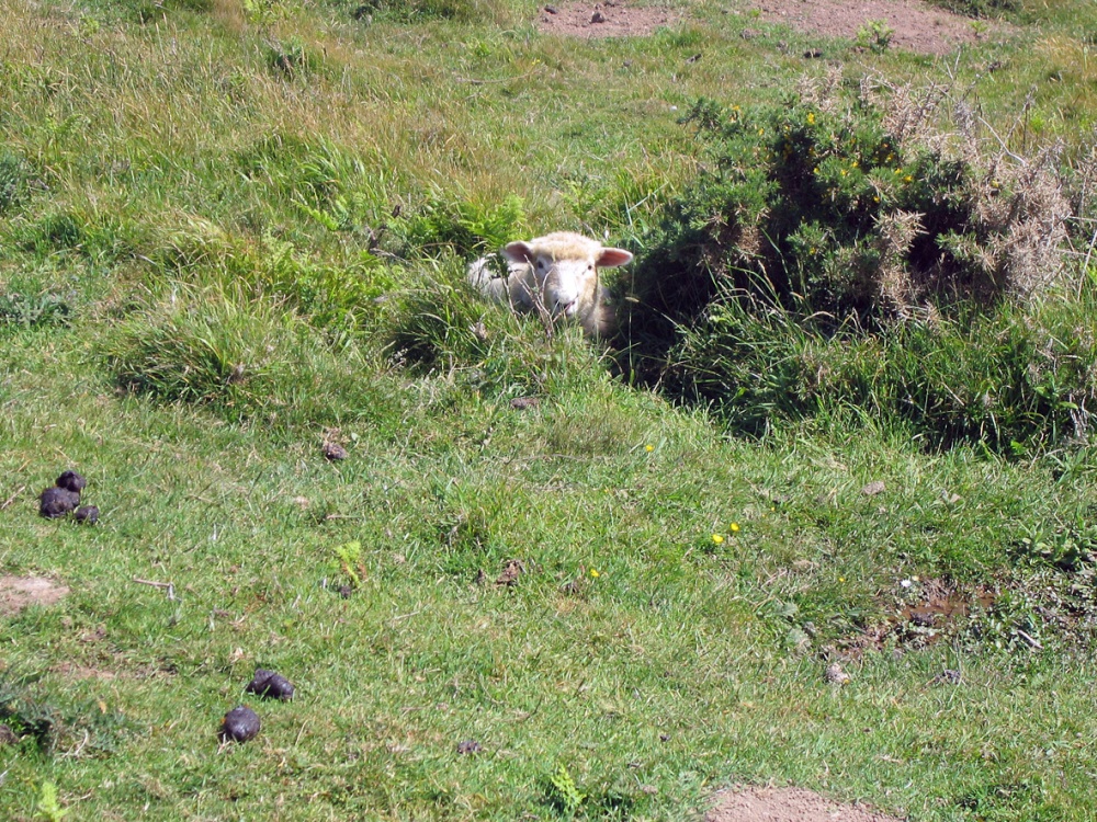 South West Coast path from Morte Point to Woolacoombe