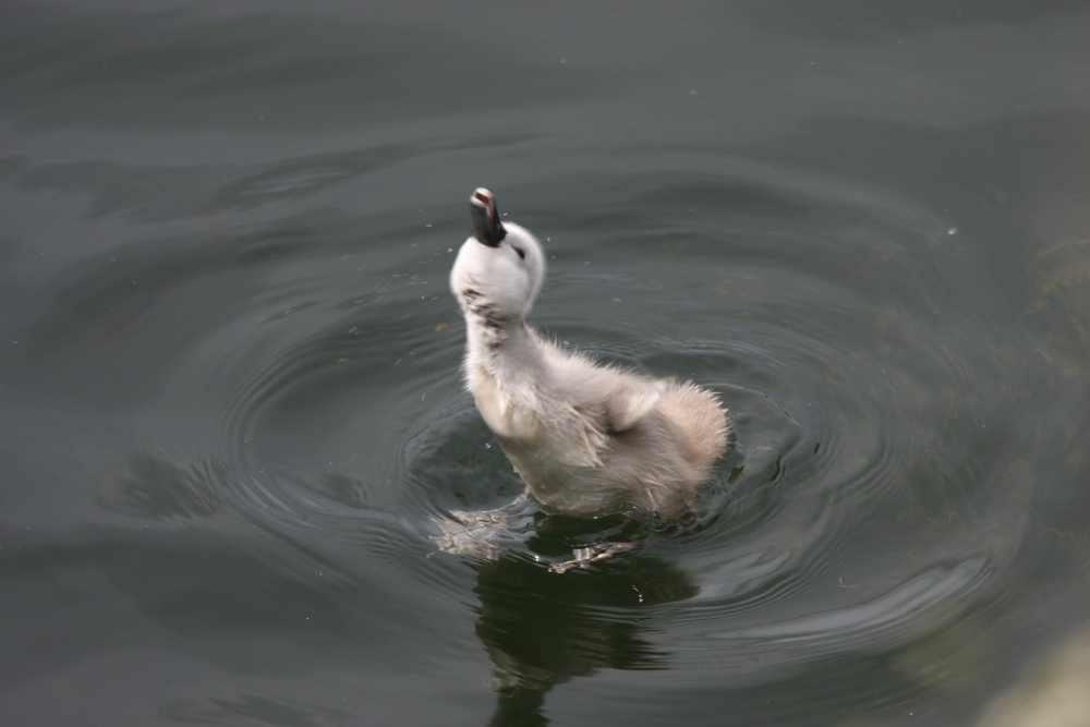 And then a little guzzle