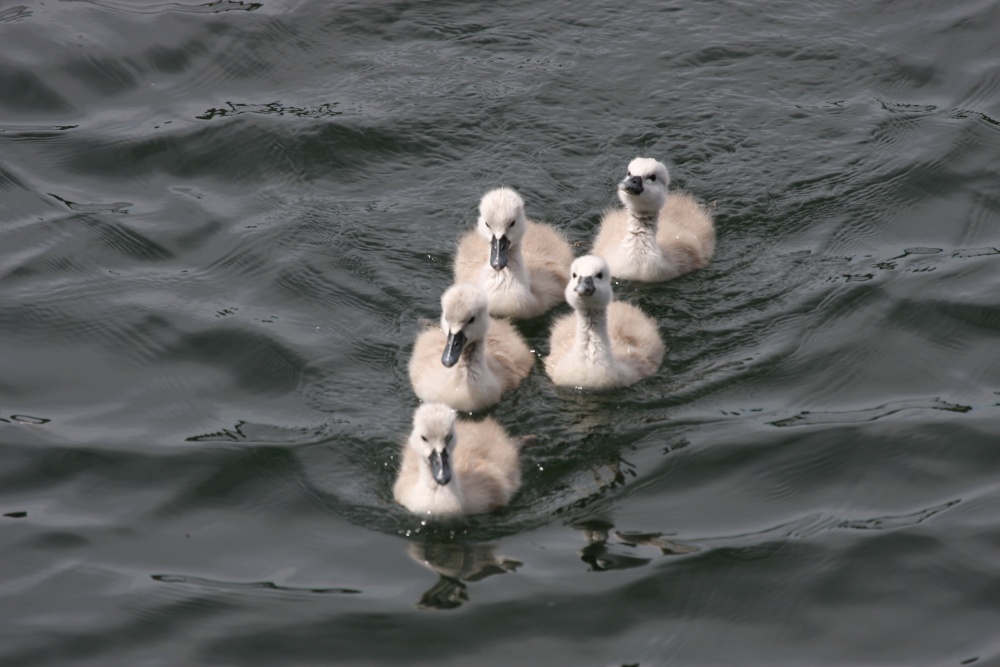 The squadron arrives