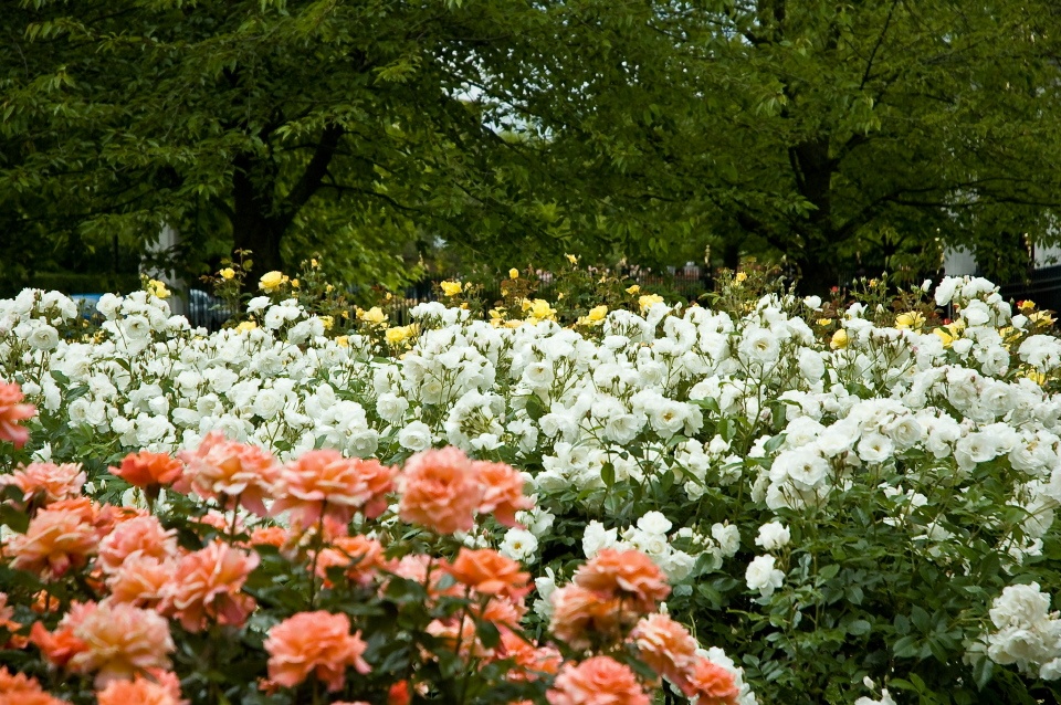 Roses in Regent's Park