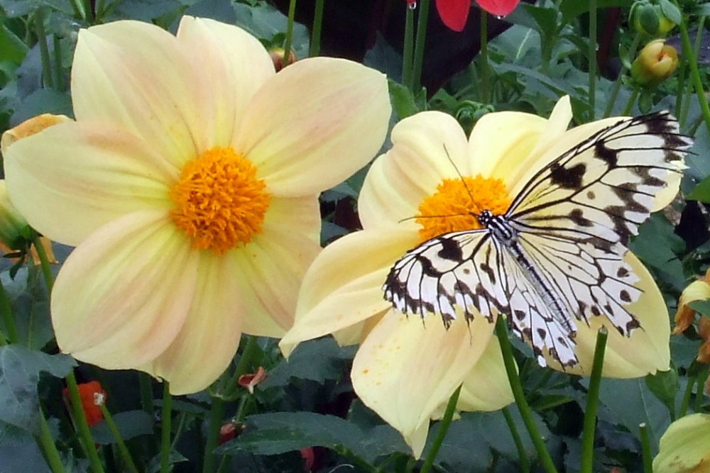 Photograph of Wye Valley Butterfly