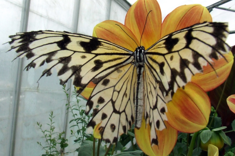 Photograph of Wye Valley Butterfly Zoo