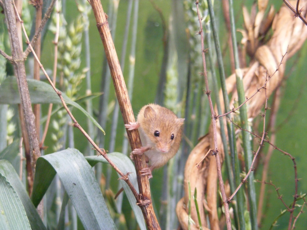 Photograph of Oh, oh, vertigo kicking in again!