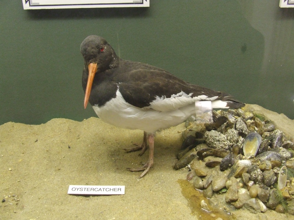 Natural History Museum Colchester