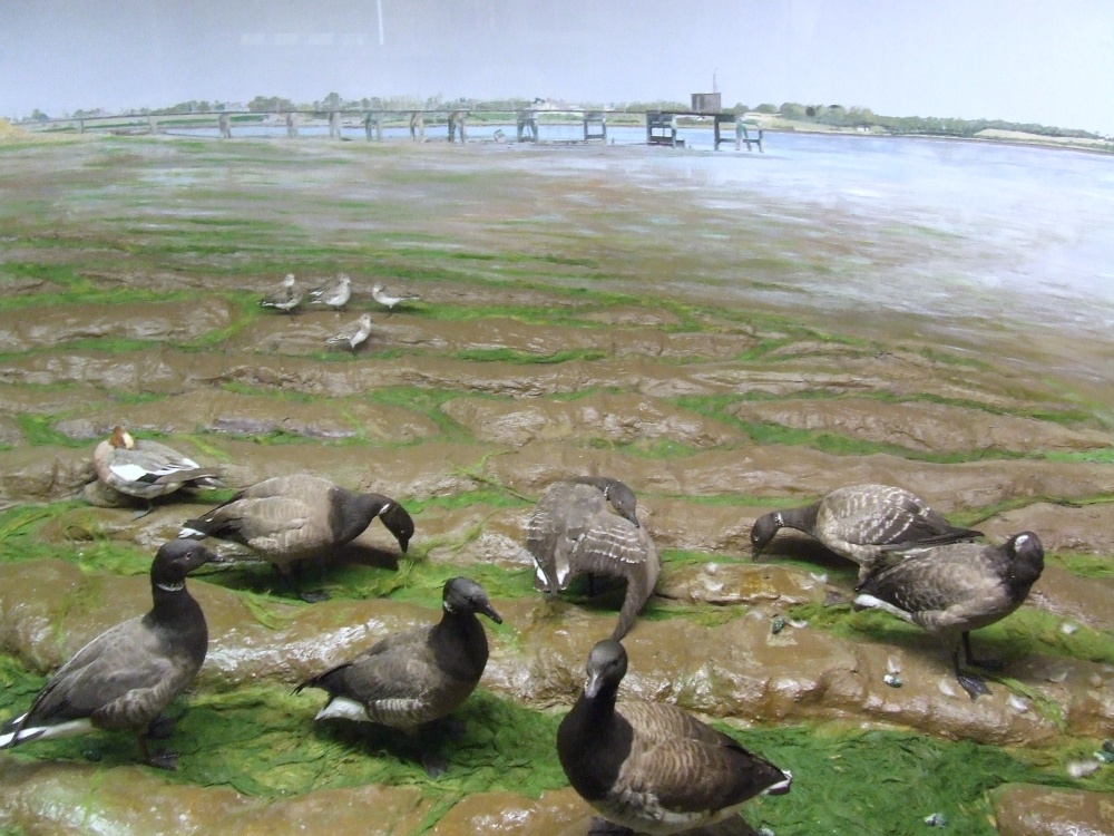 Natural History Museum Colchester