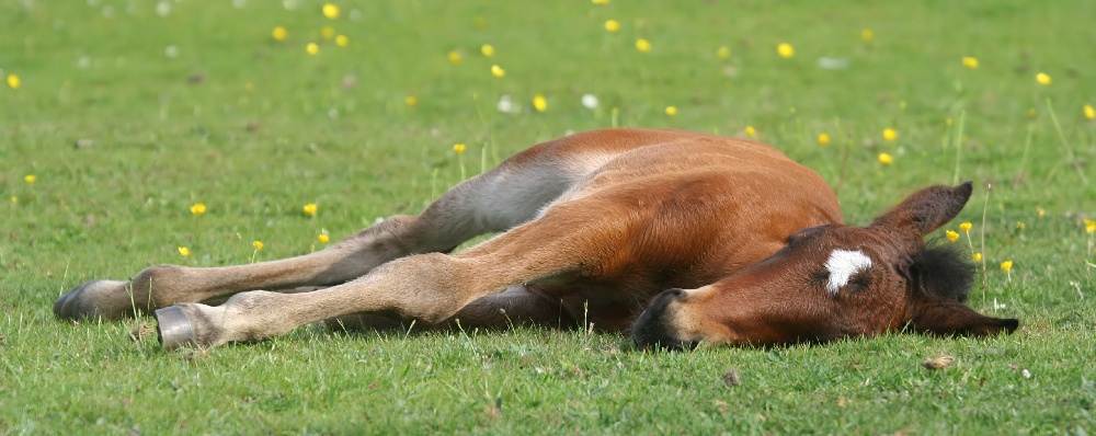 New Forest Foal