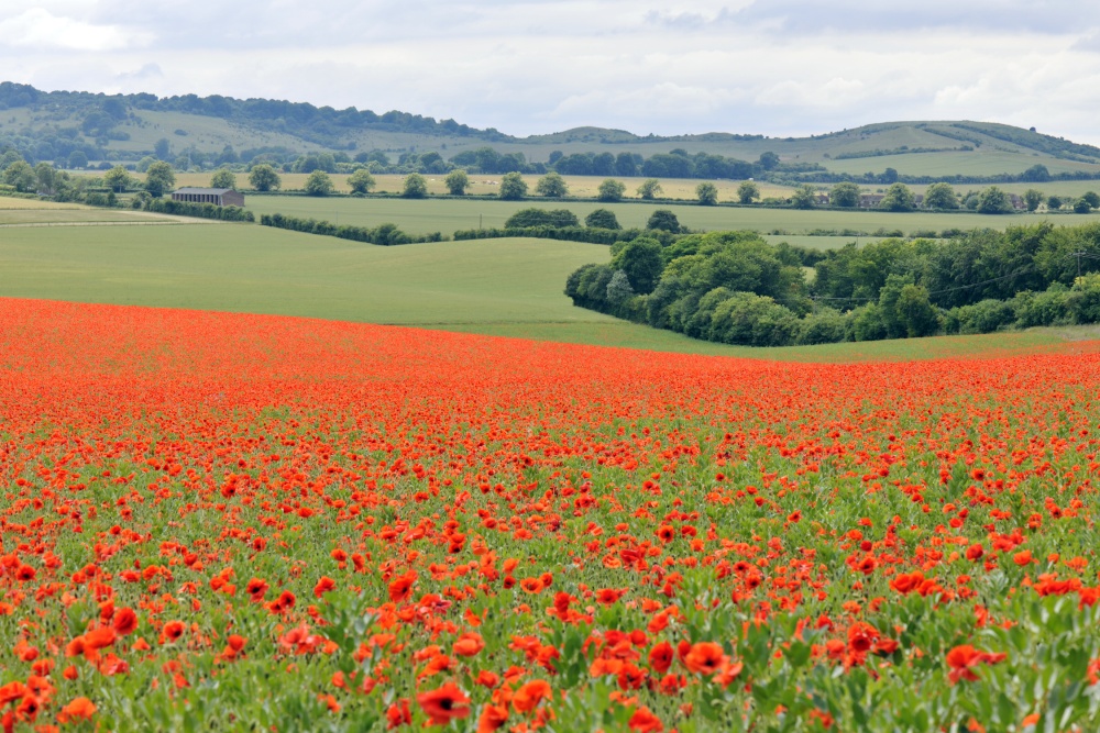 Photograph of Poppy Field
