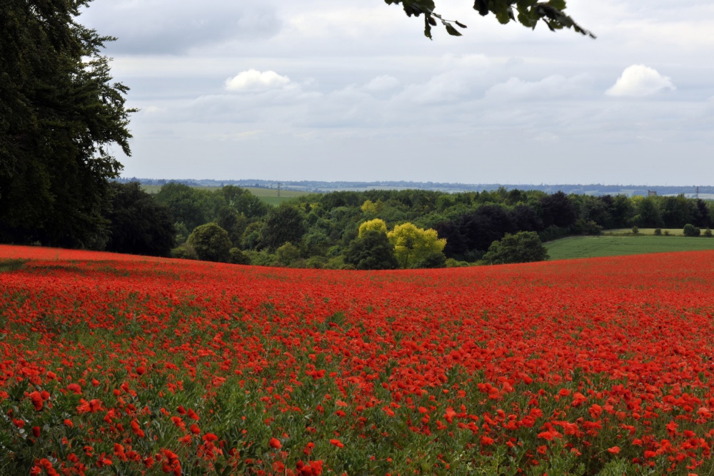 Photograph of Field of Poppies