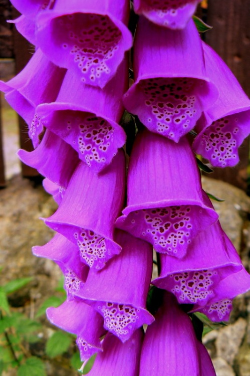 Foxglove!