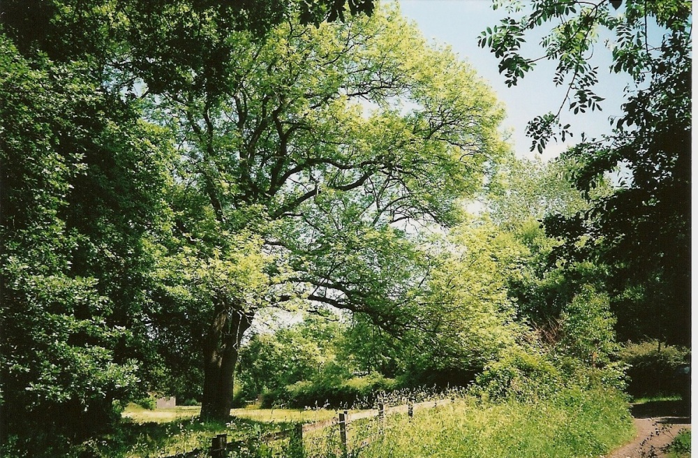 Photograph of Tree at Lintzford