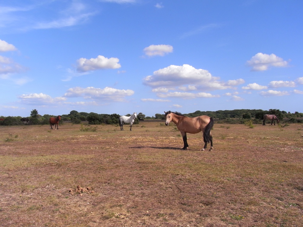 Just short of a few tumbleweeds ?