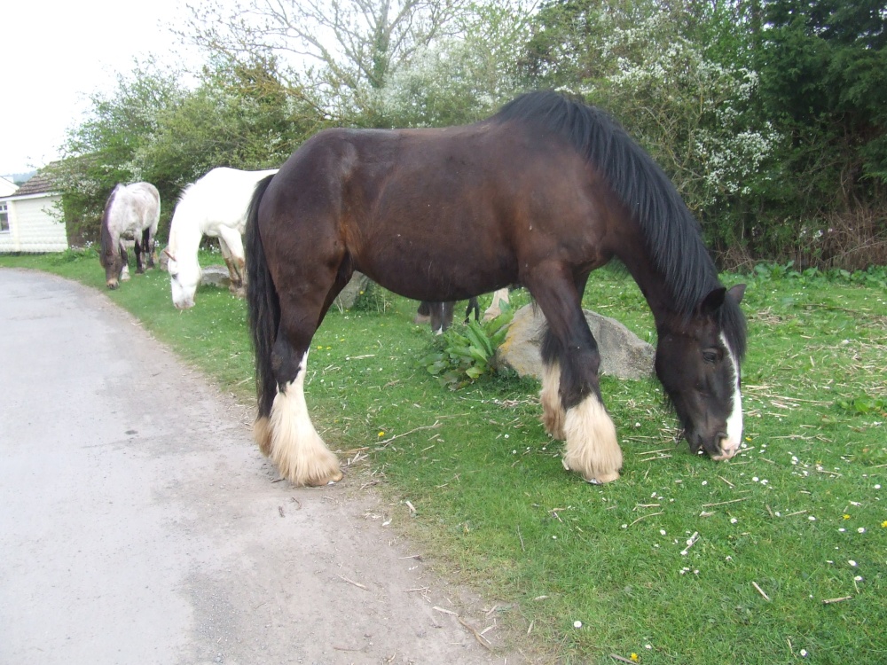 Llangorse Lakes horse