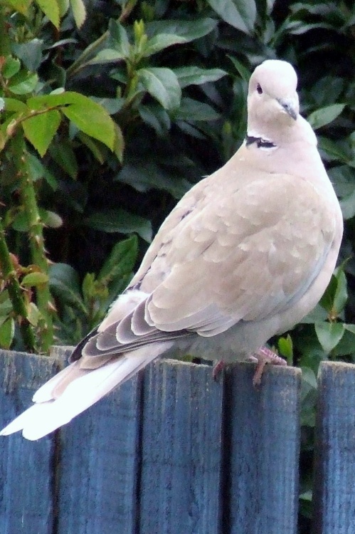 Crickhowell Collared Dove (aka Ring Neck Dove) on fence
