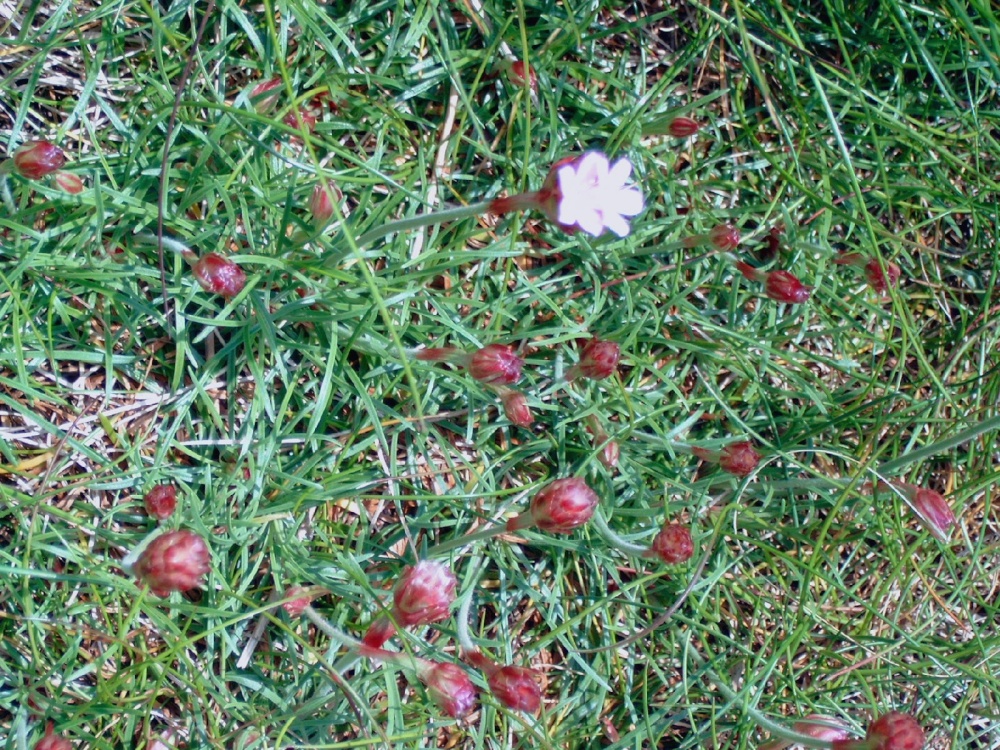 Hartland - Sea Thrift