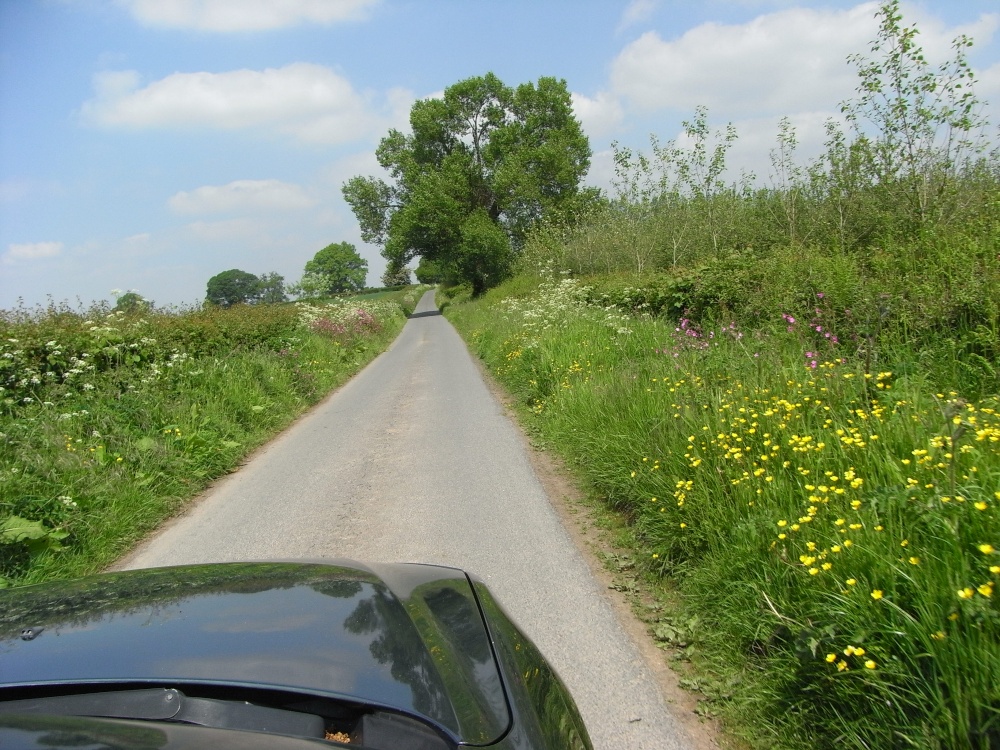 Herefordshire lane in June
