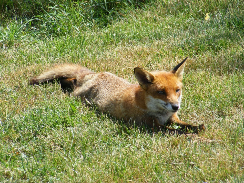 Photograph of Time for a lay down