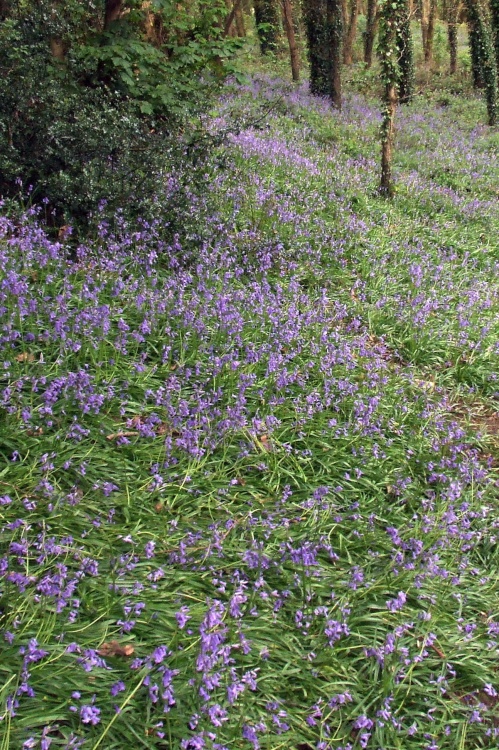 Blue Bell Wood (Coed Cefn) Crickhowell