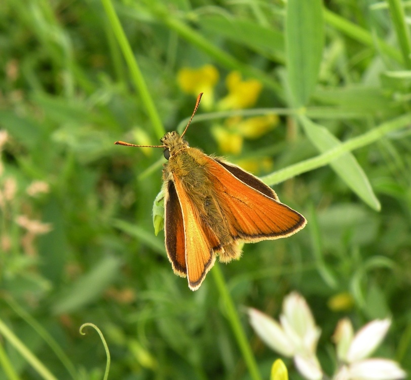 Photograph of Wildlife