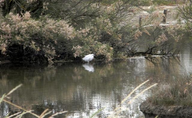 Photograph of Egret