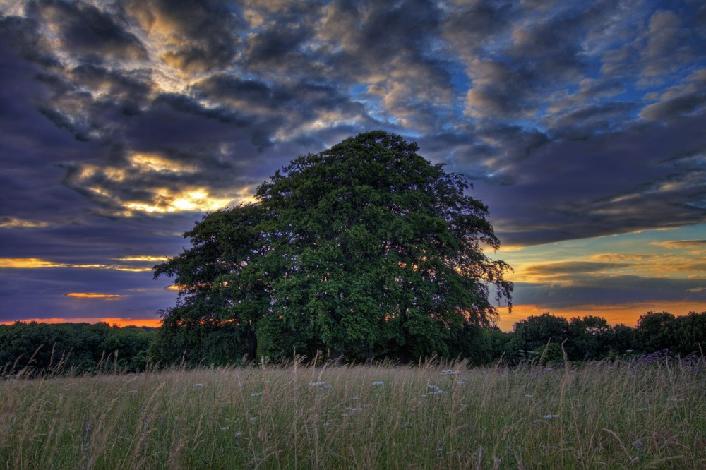 Photograph of Tree and Sunset