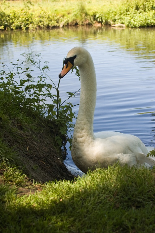 Portrait of Swan