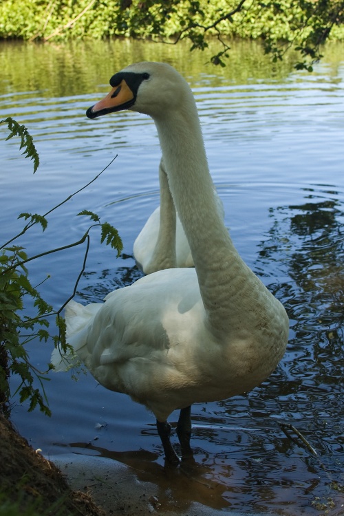 Portrait of Swan