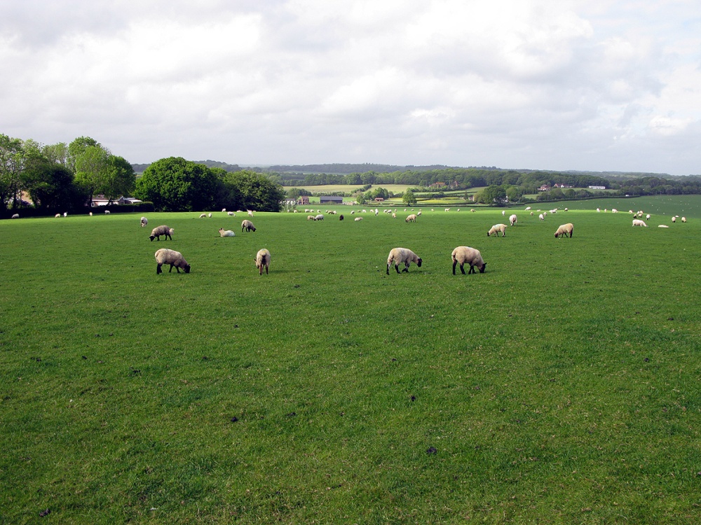 Photograph of Grazing sheep near Horton Tower