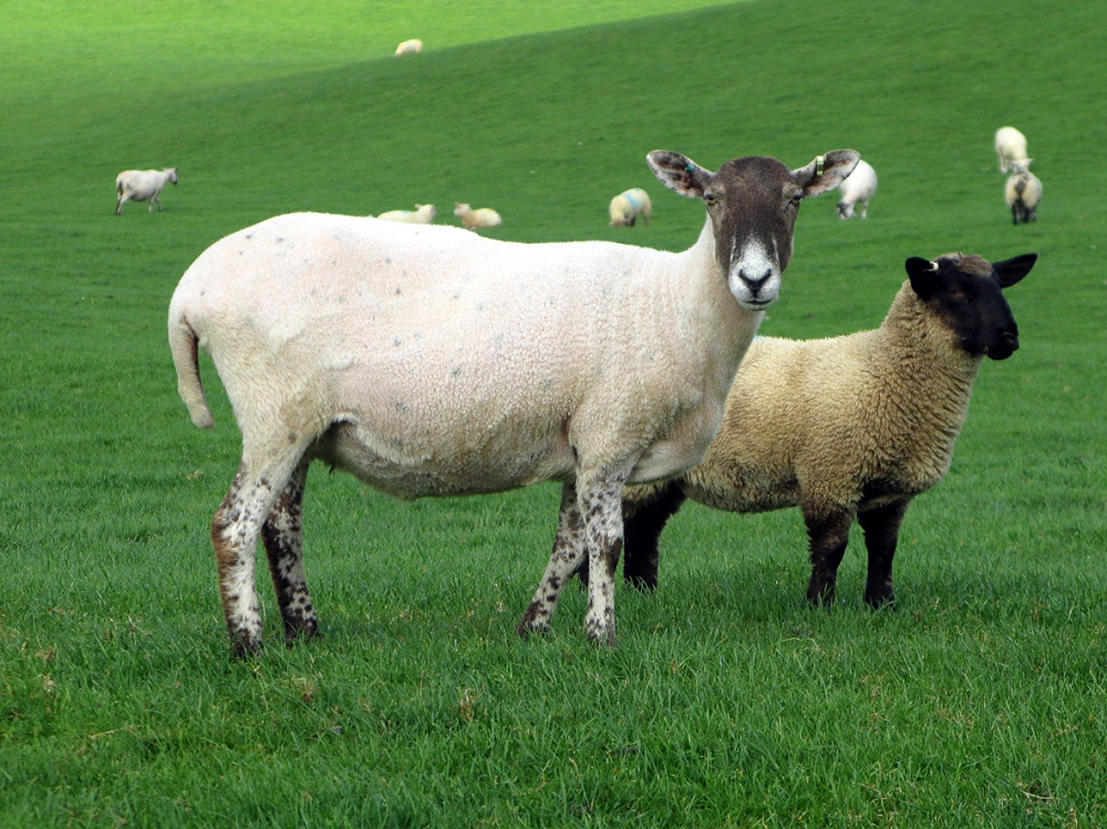 Photograph of Freshly shaved