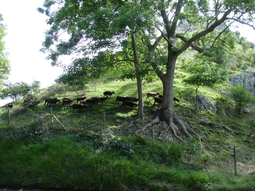 Morning with Soay Sheep at Corfe Castle, Dorset