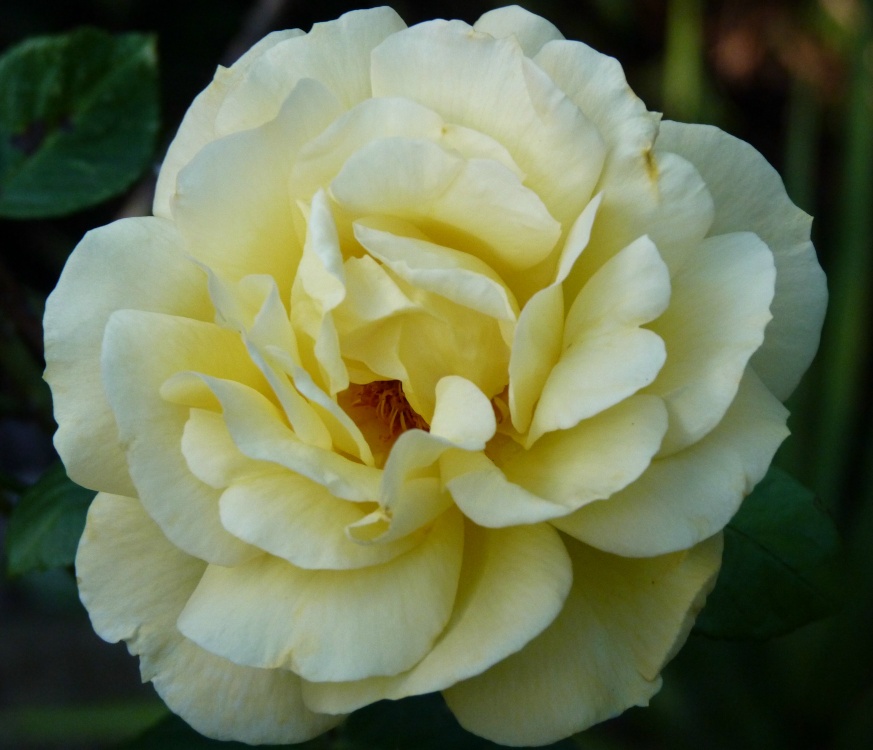 The Yellow Rose of....Fetcham