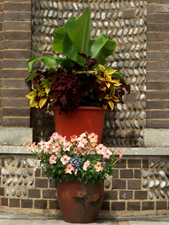 Flowers in the Bishop's Garden