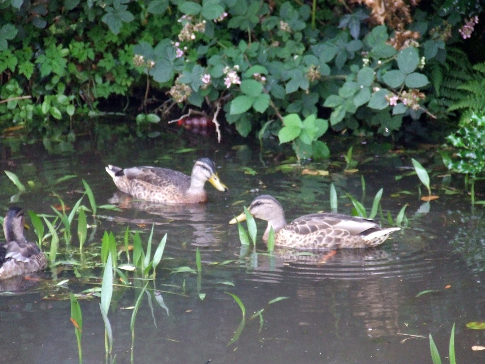 Brecon and Monmouth Canal At Govilon