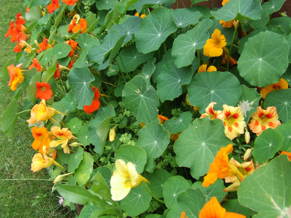 Flowers near Brecon and Monmouth Canal at Govilon
