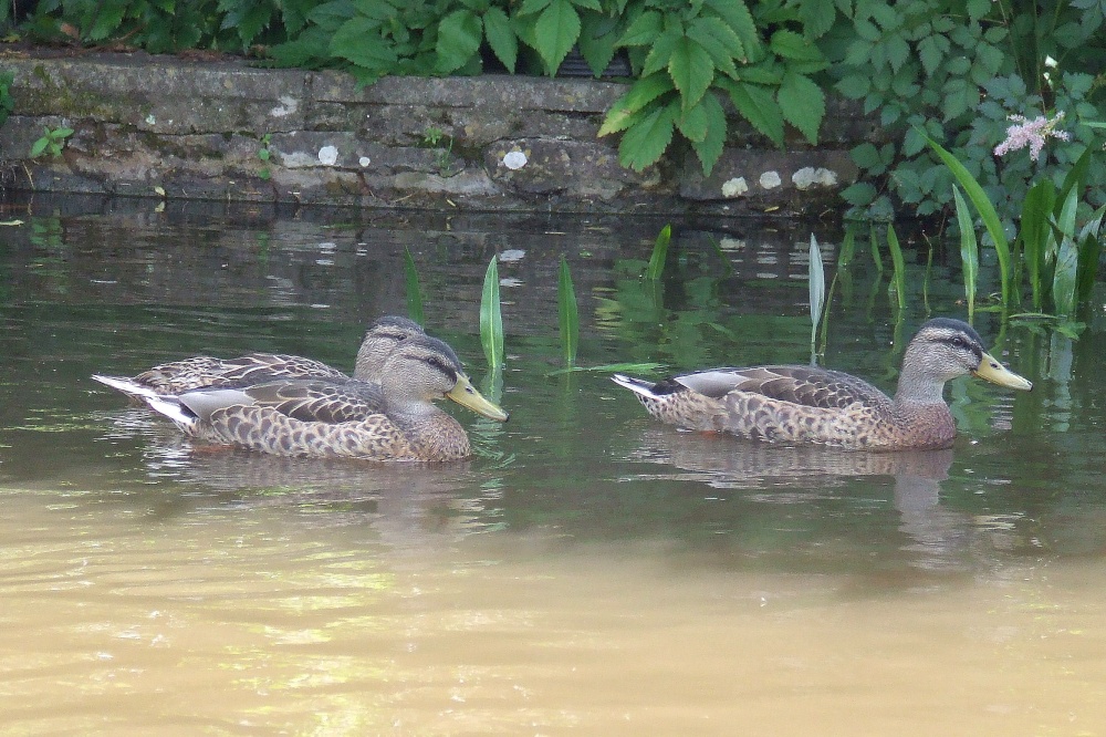 Brecon and Monmouth Canal At Govilon