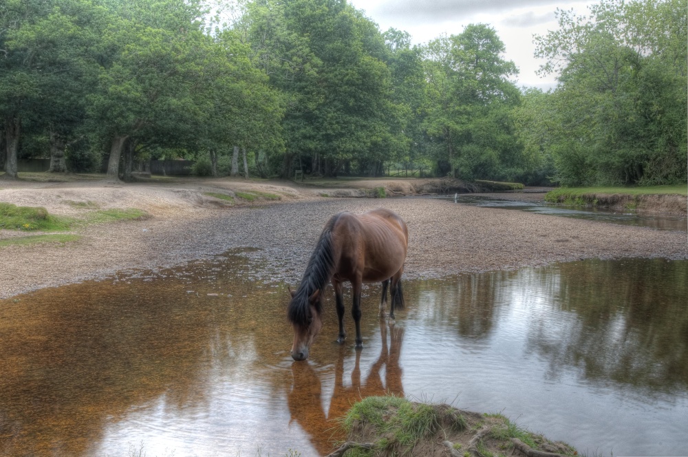 Horse Drinking