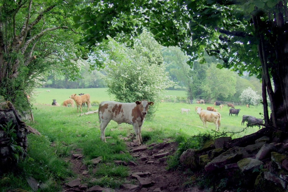 Table Mountain Crickhowell